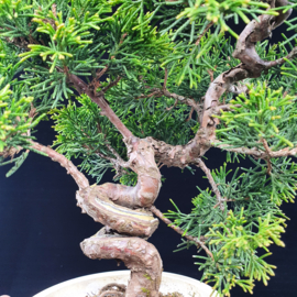 Juniperus Itoiigawa