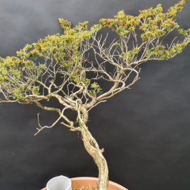 Juniperus Sabina