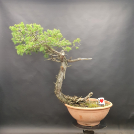 Pinus Sylvestris