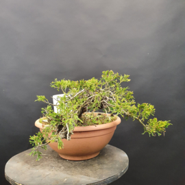 Juniperus Sabina