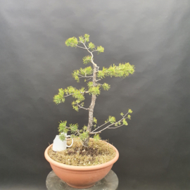 Pinus Sylvestris