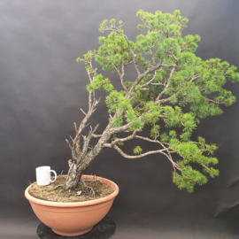 Pinus Sylvestris