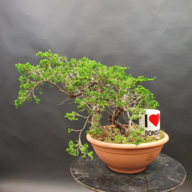 Juniperus Sabina