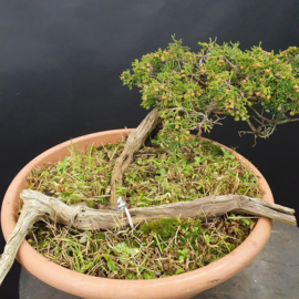 Juniperus Sabina
