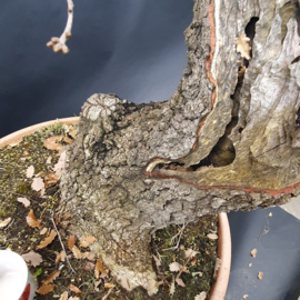 Quercus Faginea