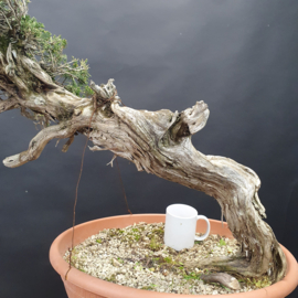 Juniperus Sabina