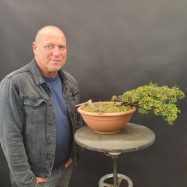 Juniperus Sabina