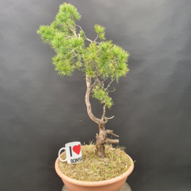 Pinus Sylvestris