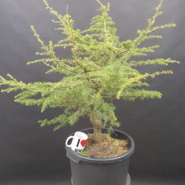 Cedrus