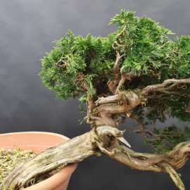 Juniperus Sabina