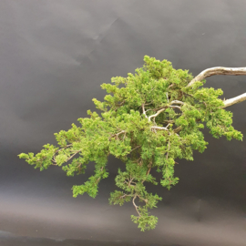 Juniperus Sabina