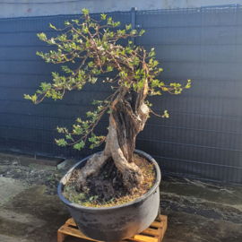 Olea Europea