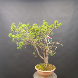 Pinus Sylvestris