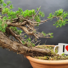 Juniperus Sabina