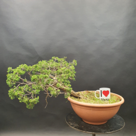 Juniperus Sabina