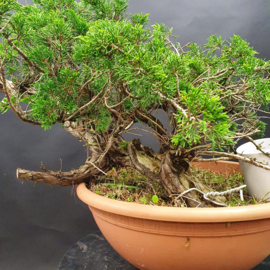 Juniperus Sabina