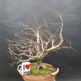 Carpinus