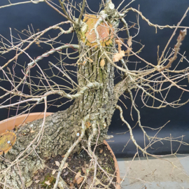 Quercus Faginea