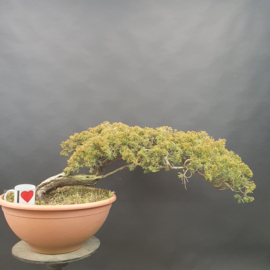 Juniperus Sabina