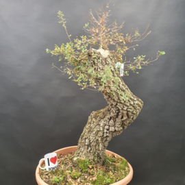 Quercus Faginea