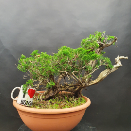 Juniperus Sabina