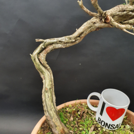 Juniperus Sabina