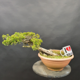 Juniperus Sabina