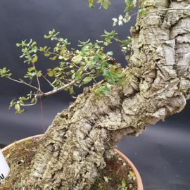 Quercus Suber
