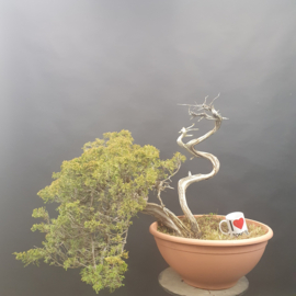 Juniperus Sabina