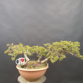 Juniperus Sabina
