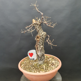 Quercus Faginea