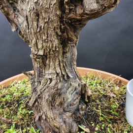 Vitis Vinifera
