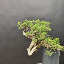 Juniperus Sabina