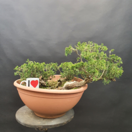 Juniperus Sabina