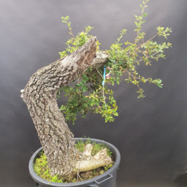 Quercus Faginea