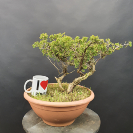 Juniperus Sabina