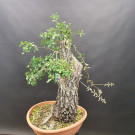 Quercus Faginea