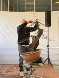 Quercus Faginea