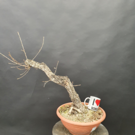 Quercus Faginea