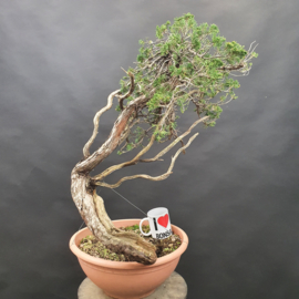 Juniperus Sabina