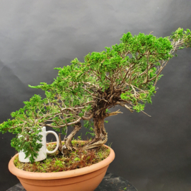 Juniperus Sabina