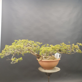 Juniperus Sabina