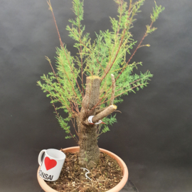 Tamarix Gallica