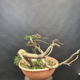 Juniperus Sabina