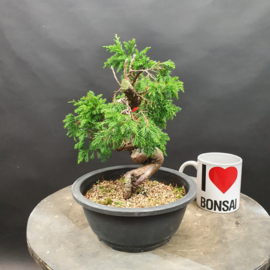 Juniperus Itoiigawa