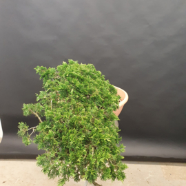 Juniperus Sabina