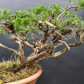 Juniperus Sabina