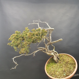 Juniperus Sabina