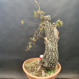 Quercus Faginea