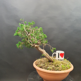 Juniperus Sabina